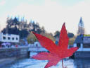 Vibrant red autumn leaf held in the foreground, with a blurred background of Queenstown's waterfront, buildings, and trees, for a crafts vendor at Queenstown Arts & Craft Market.
