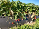 Vibrant red strawberries ripening on plants in a sunny field, grown by Rosedale Orchards for Otago Farmers Market.
