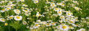 Cosmic Garden Flower Farm