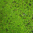 Far North Olive Oil