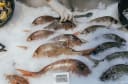 Fresh whole snapper and other fish on ice at a market stall, with a gloved hand arranging fish. A price tag shows $20.00/kg.
