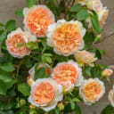 Lush cluster of vibrant peachy-orange and white roses, ideal for Gilroy roses' plant stall at Ohoka Farmers' Market, NZ.