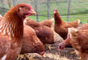 Baby Chicks