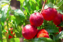 Vibrant red nectarines with glistening water droplets hanging from a leafy tree branch, showcasing fresh produce from a garden.