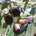 Plant Nursery