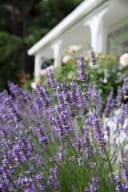 Willowbrook Lavender