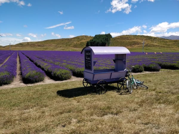 Moutere Lavender Company