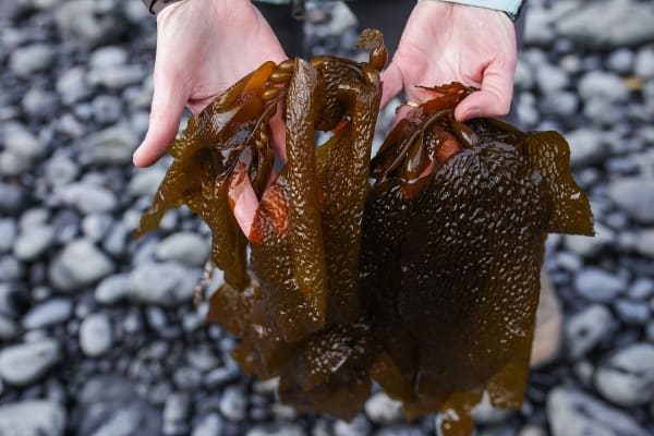 New Zealand Kelp Ltd