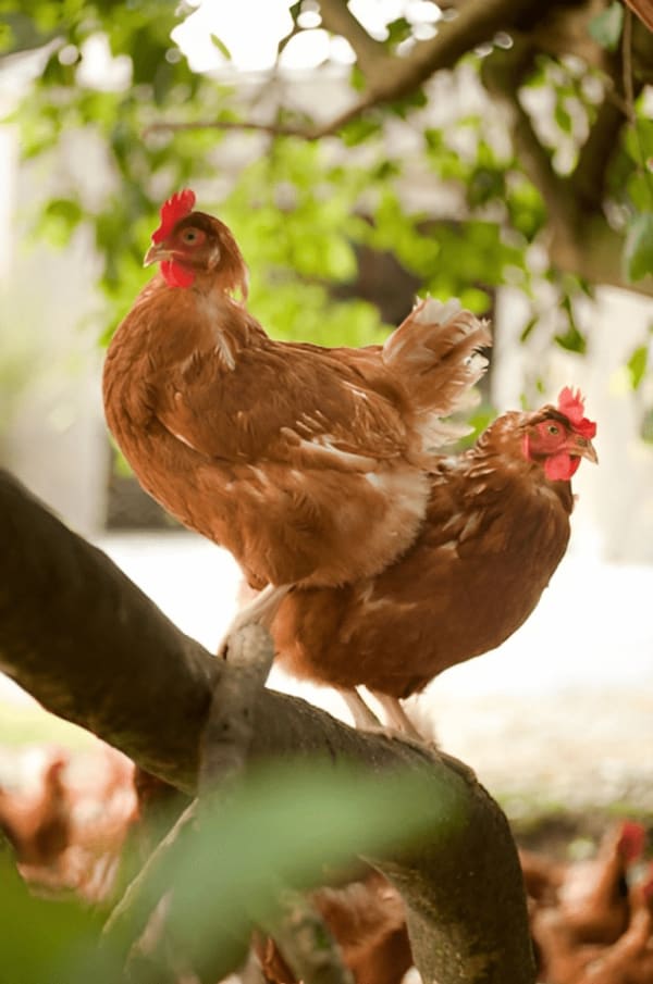 Kaimai Free Range Eggs
