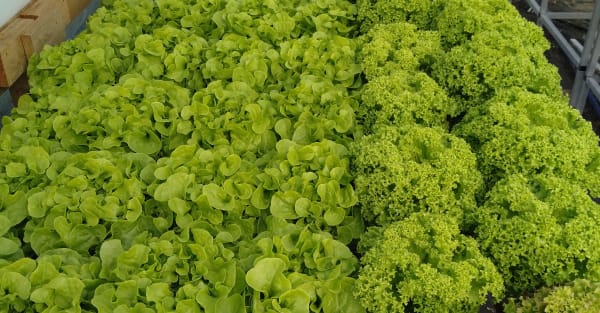 The Lettuce Man