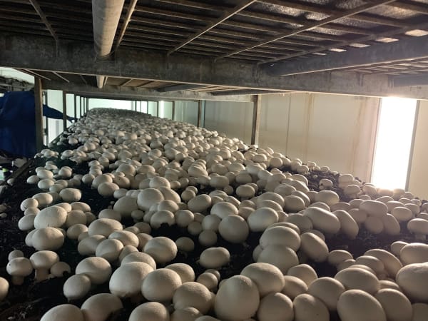 Paris Oyster Mushrooms