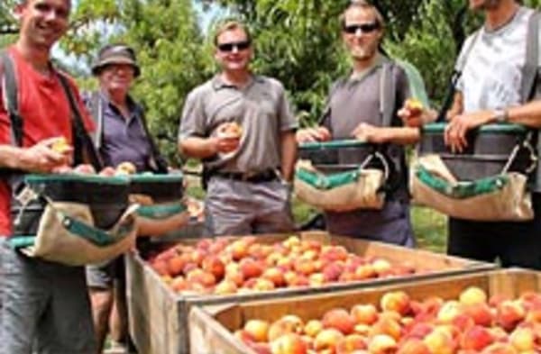 Caithness Orchard