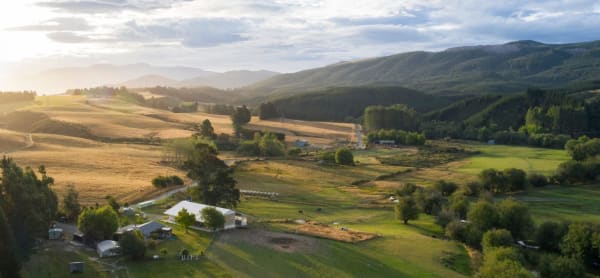 Whangaripo Valley Buffalo Cheese