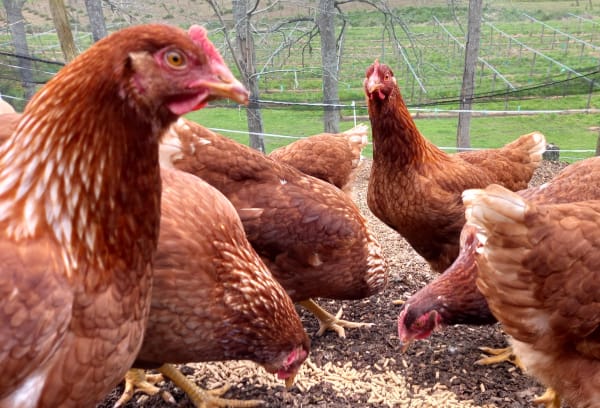 Baby Chicks