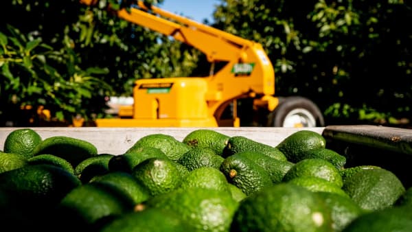 Avocado Addiction