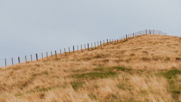 Black Shepherd Apiaries