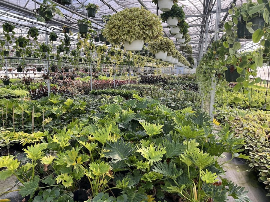 Lush greenhouse interior filled with diverse potted plants and hanging baskets, showcasing a grower's extensive selection for Dutch Touch Produce.