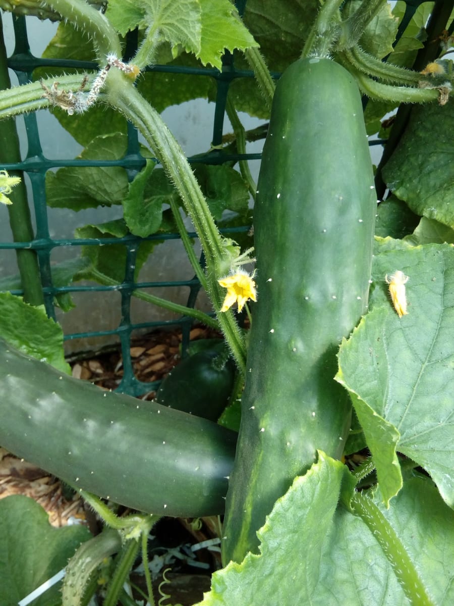Fresh green cucumbers growing on a vine with yellow flowers and leaves, ready for harvest by Greenyard Veges.