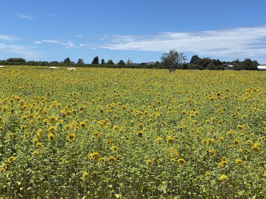 Bevans Sunflowers