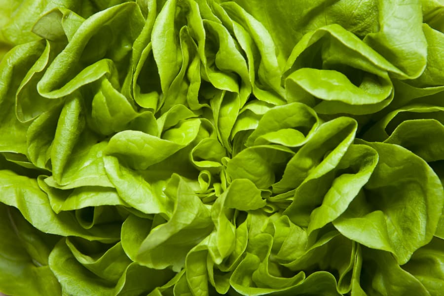 Vibrant green, fresh butter lettuce leaves, tightly packed and ruffled, from a grower like Liberty Growers.