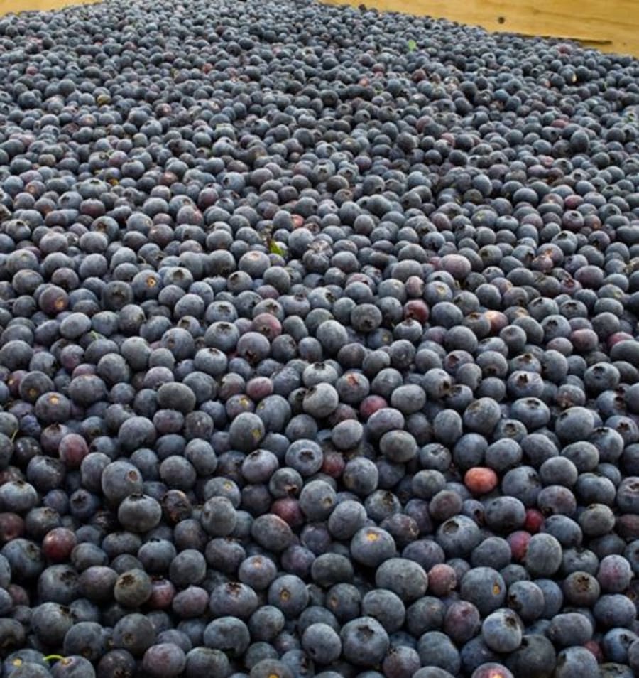 A large pile of freshly harvested blueberries, ready for sale by Mamaku Blue Blueberries.