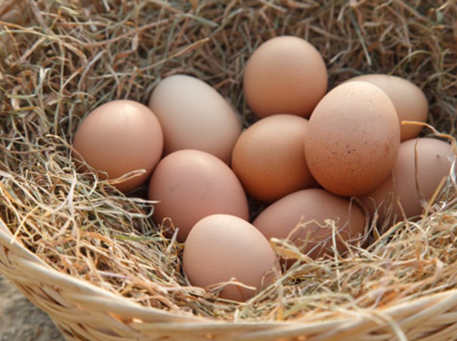 Puriri Downs Free Range Eggs