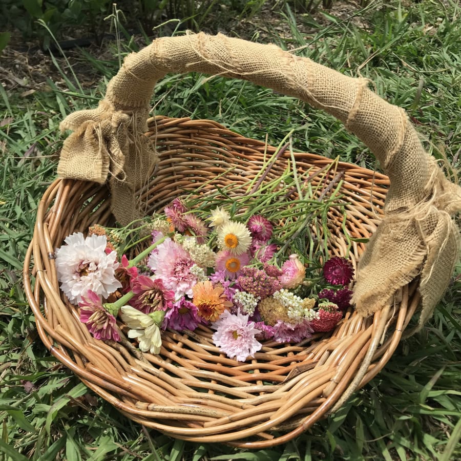 Rustic wicker basket brimming with freshly cut, colourful zinnias and strawflowers, resting on green grass. Slow Blooms florist.