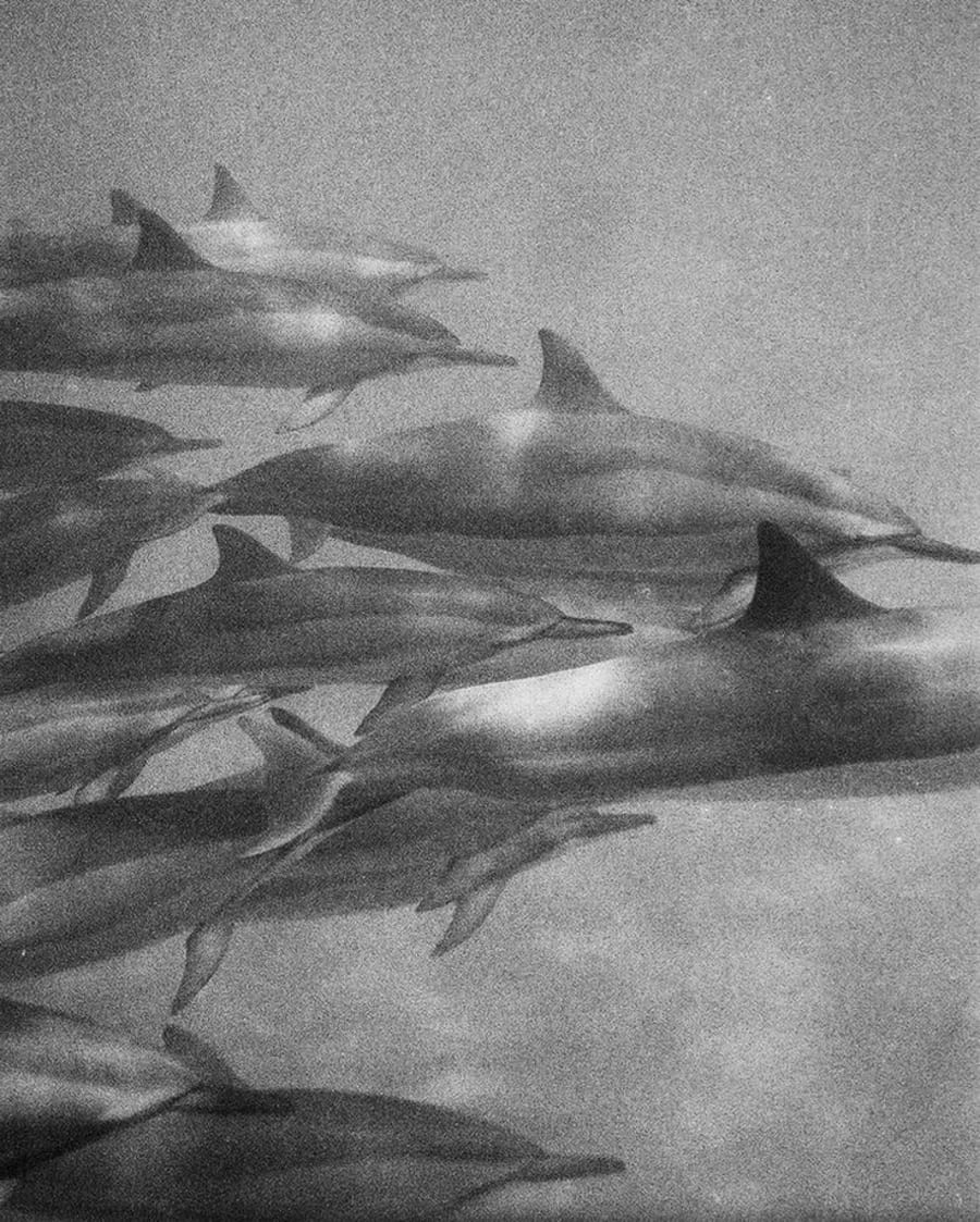 A large pod of dolphins swimming gracefully underwater, a natural scene for a crafts vendor profile.
