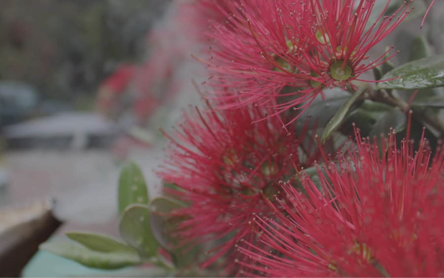 Vibrant red Pohutukawa flowers with green leaves, a thematic image for The Forgotten Garden by Earthbound crafts.