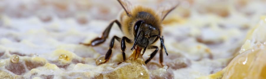 Bees-R-Us