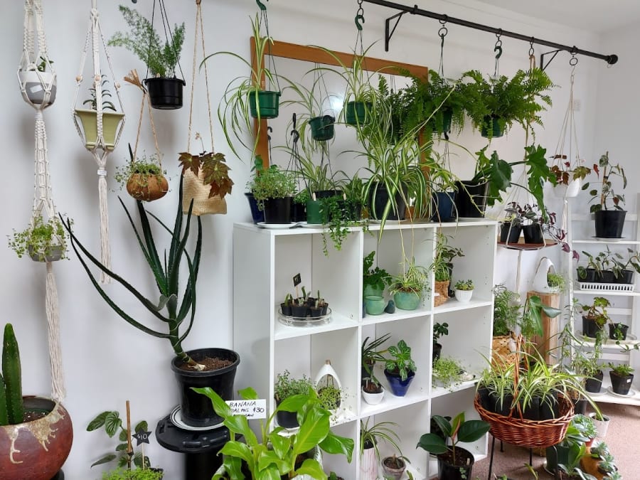 The Little Plant Nursery