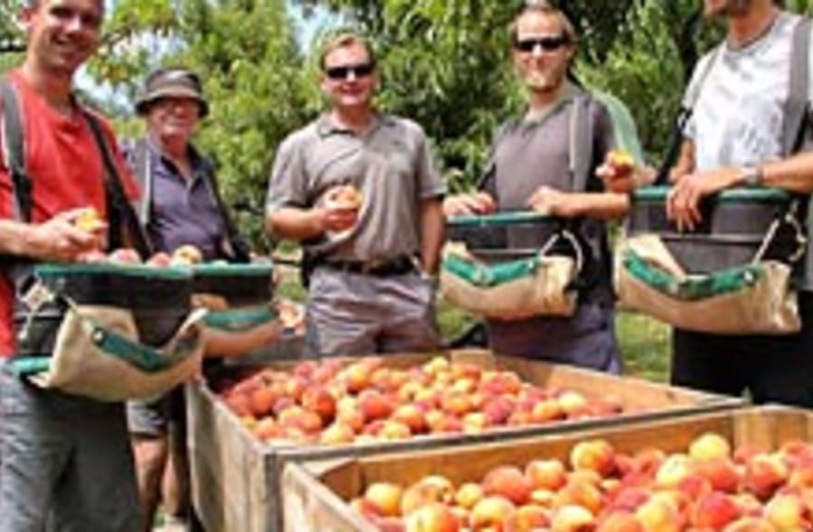 Caithness Orchard