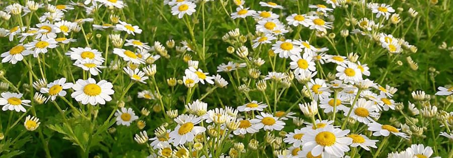 Cosmic Garden Flower Farm