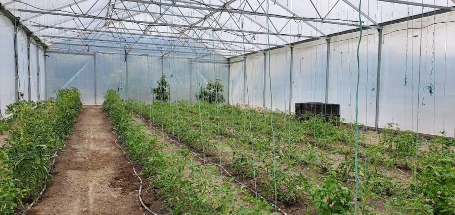Heirloom Tomatoes