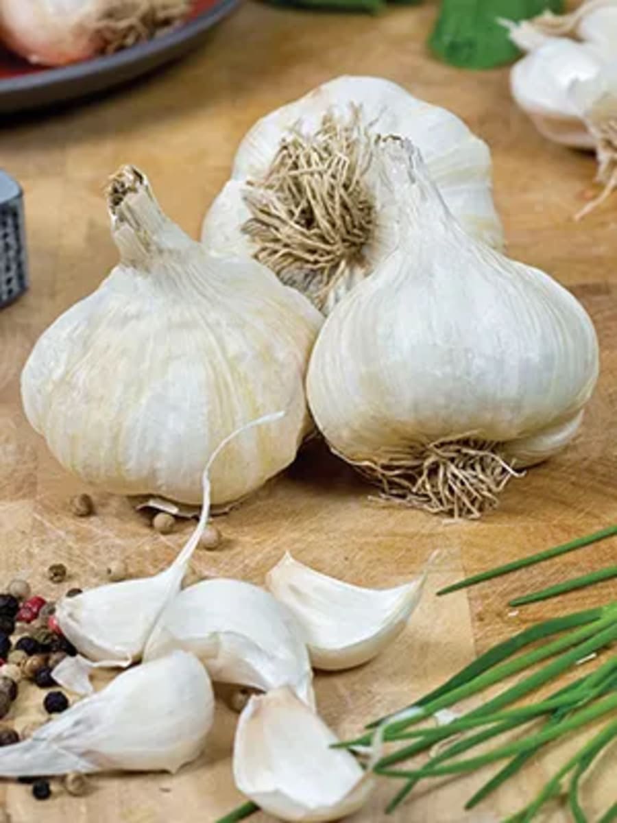 Rare Bulbs & Perennials
