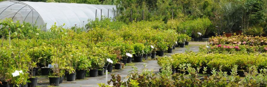 Calix Wholesale Nursery