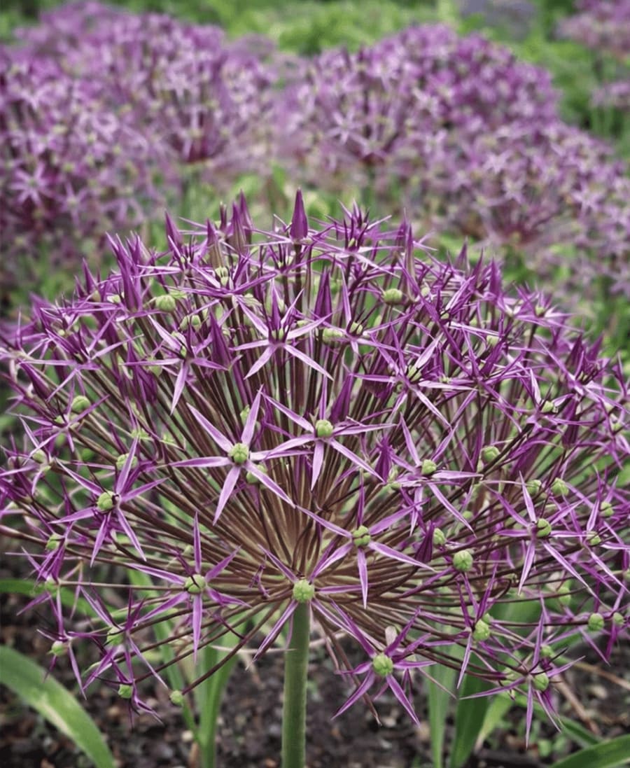 Vibrant purple allium flowers blooming in a field, showcasing a grower's produce for Crafted Earth at Motueka Sunday Market.