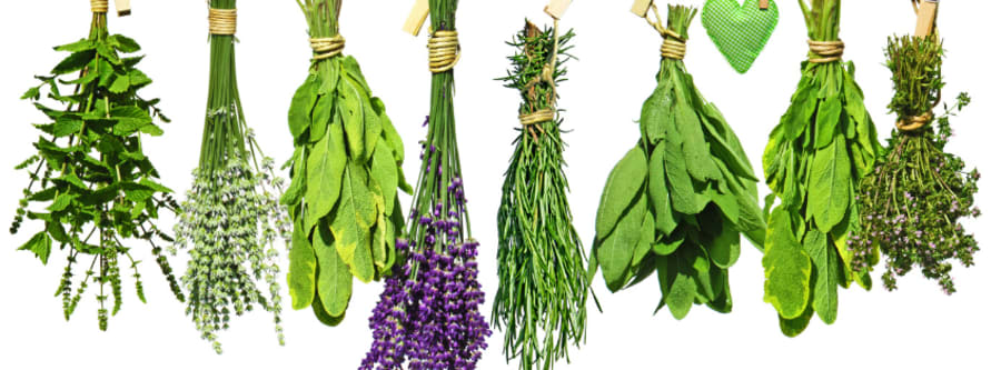 The Herbalists