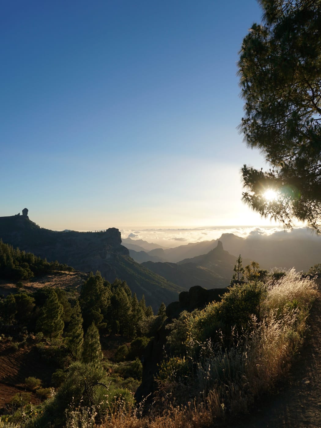 El Roque Nublo y el Roque Bentayga recortados sobre las nubes con el sol de la tarde, entre pinos