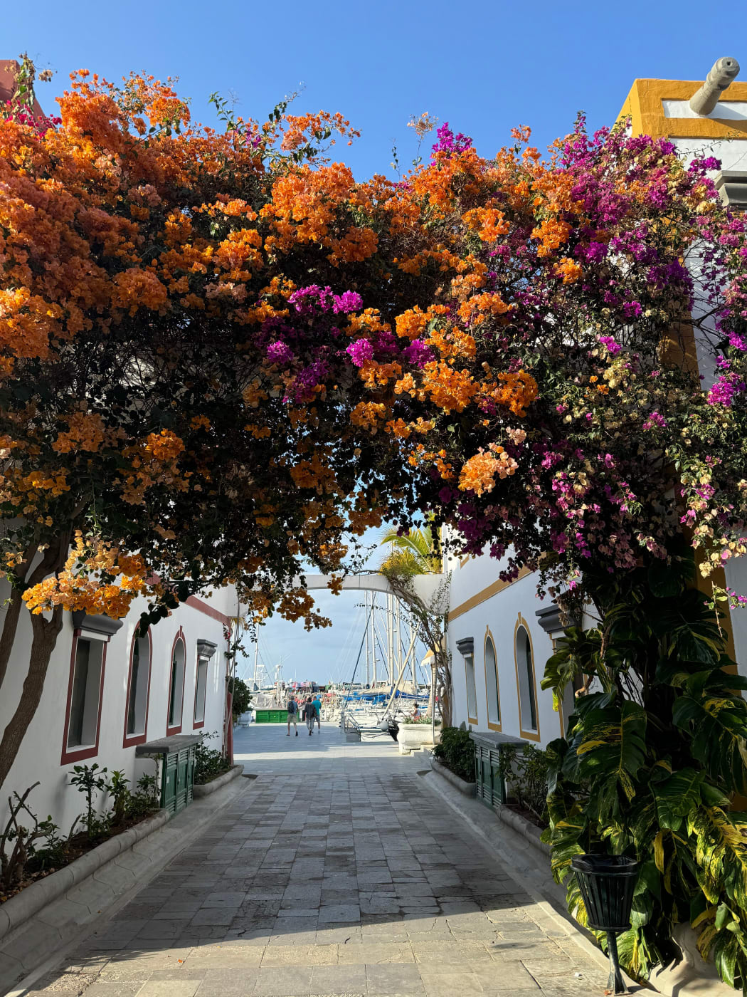 Bougainvillea arching over a white lane that opens onto the marina at Puerto de Mogán