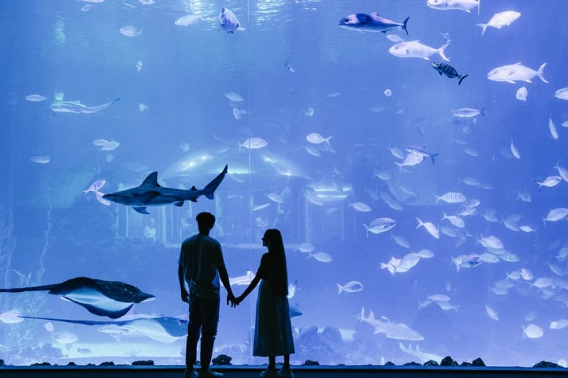Poema del Mar aquarium, skip the line