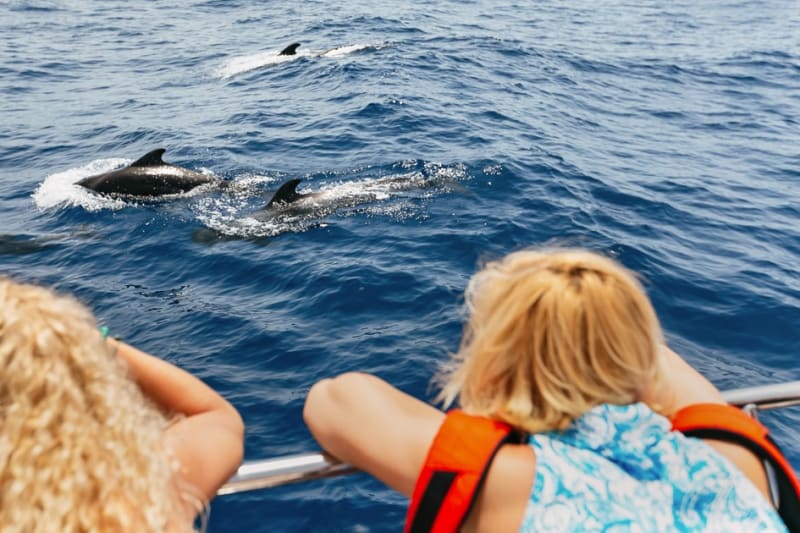 Walbeobachtung per Katamaran ab Costa Adeje