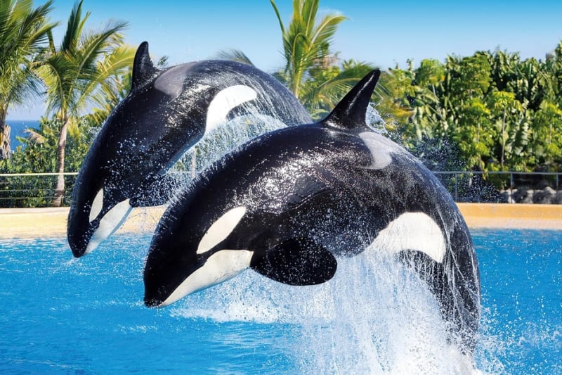 Loro Parque and Siam Park on one ticket