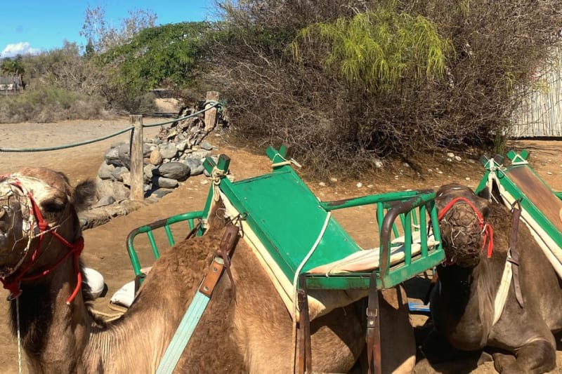 Camel ride in the Maspalomas dunes