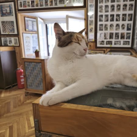 Kotor Cats Museum