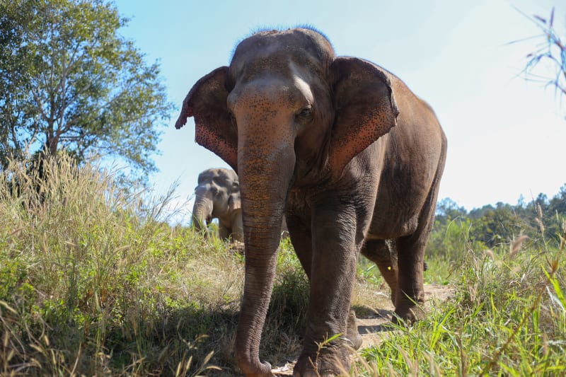 Beach Walk with Rescued Elephants
