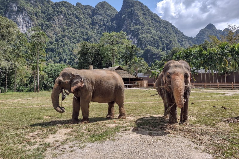 Elephant Jungle Sanctuary Visit