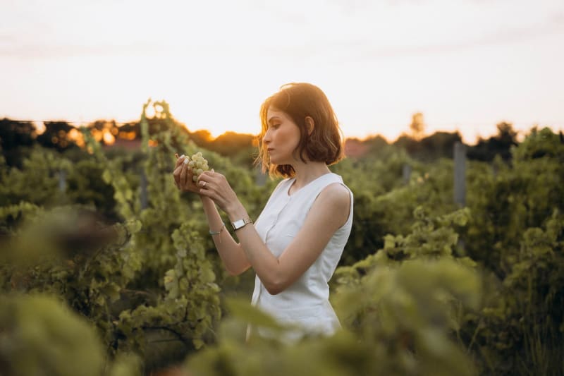 Plantaze Vineyard Tour with Wine Tasting