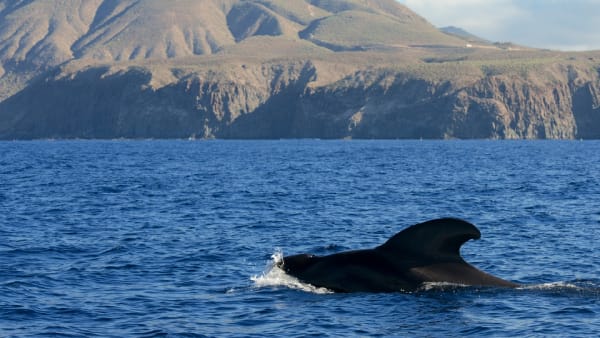 Eco Whale Watching Tenerife