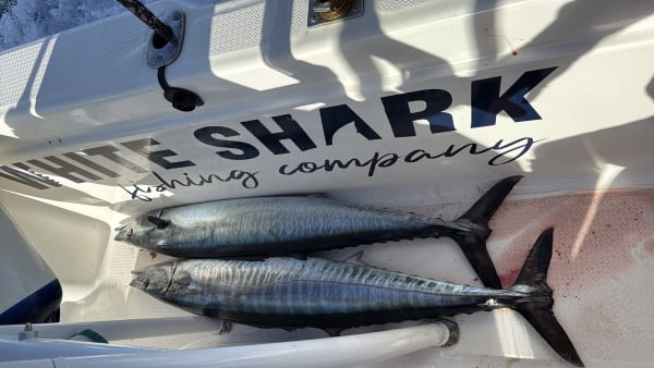 White Shark Fishing Company - Tenerife